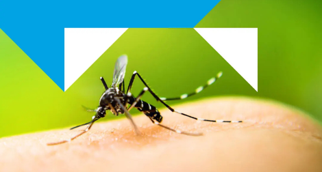 Zanzare e virus: la prevenzione è oggi più che mai una priorità di salute pubblica