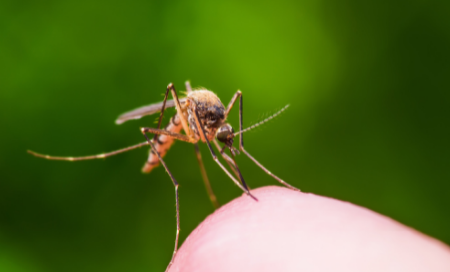 Pestmed 2022
